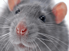 Видеть во сне крысу — к чему это?